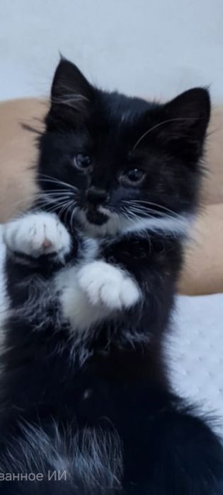 животное , котята