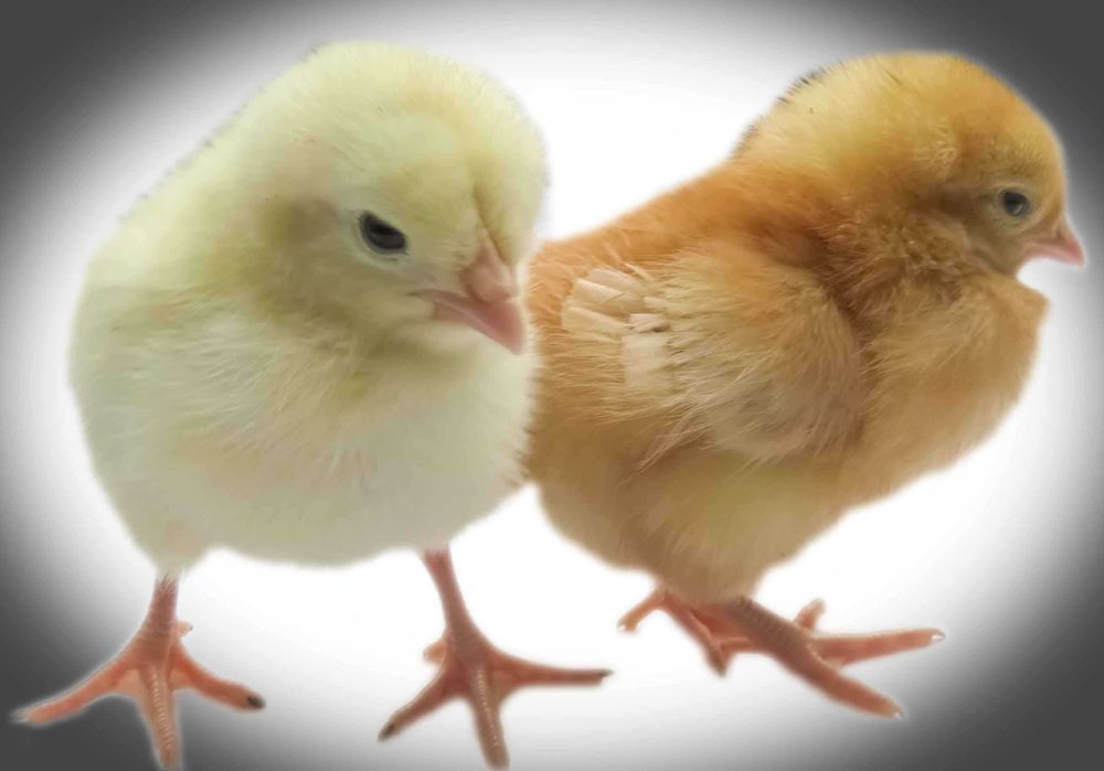 Петушки (цыплята) Ломан Браун.