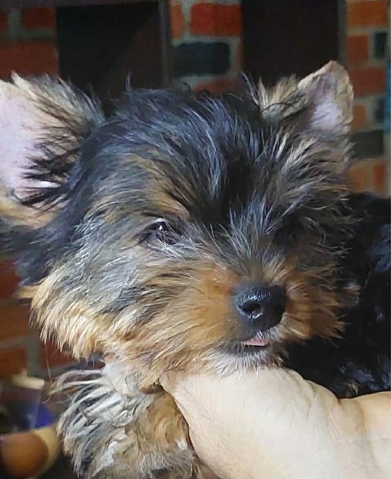 Продавам кученца