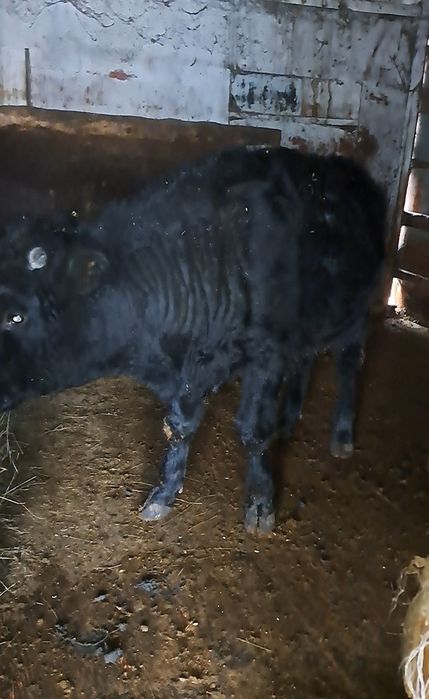 Продам бычок подсосные 10месяцев