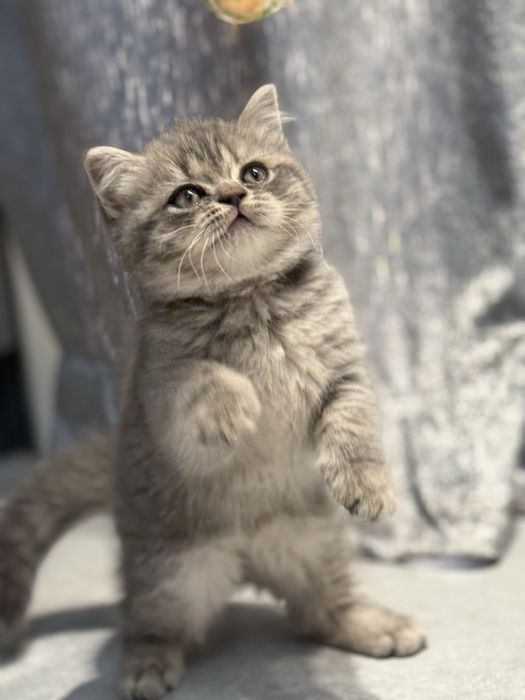 Британский  скоттиш страйт