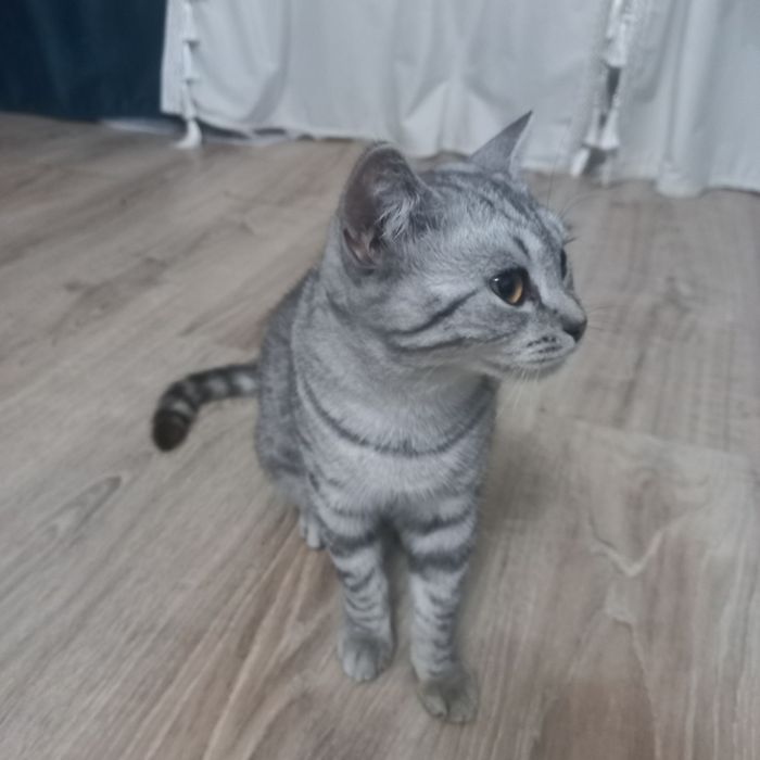 Отдам кота даром