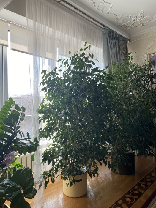 Комнатные  растение Фикус