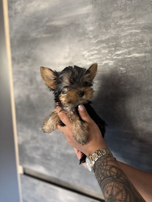 Йоркширски териери