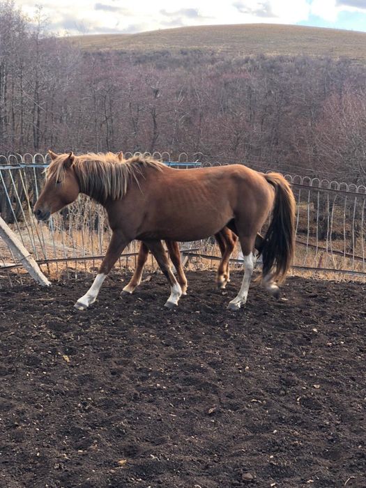 Продам кобылу жорга