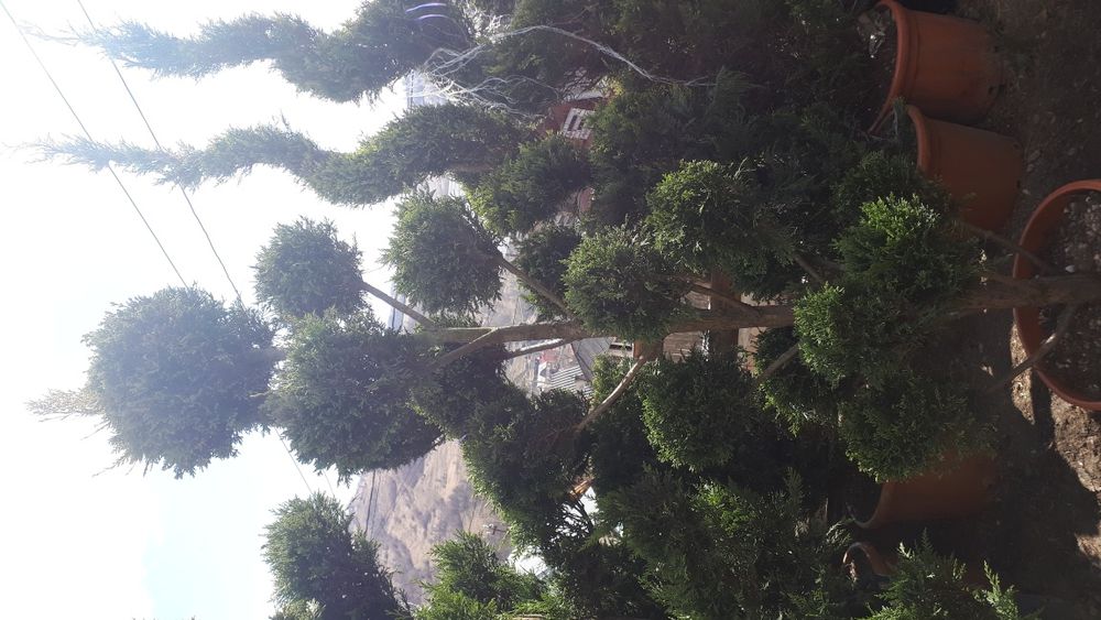 Plante ornamentale ptr gradina tuia brazi gazon piatra naturala