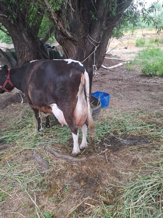 Vand urgent 4 vaci Baltata Romaneasca