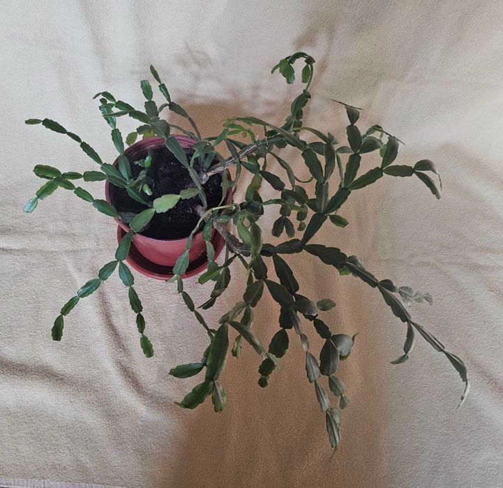 Декабрист. Кактус Шлюмбергера.