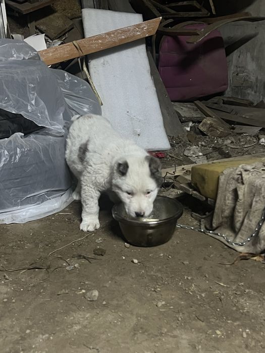 Алабай 1 жарым айлық