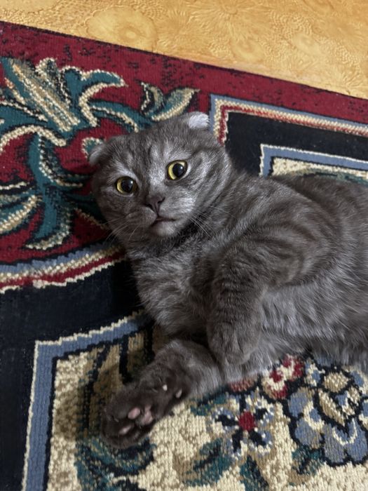 Продаётся шотландская вислоухая кошка, 5 месяцев