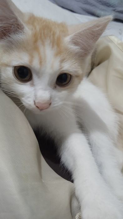 Котёнок ищет дом