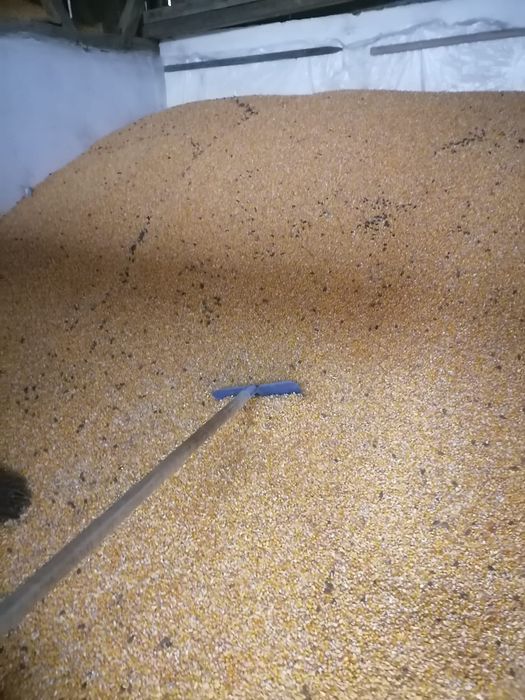 Porumb boabe productie 2025