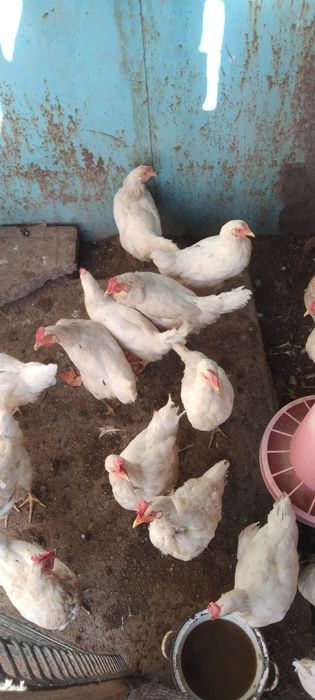 Продаются курочки Ломан Сенди