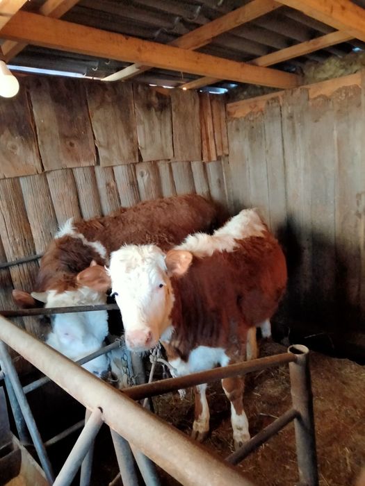 Продам тёлочка 10 месяц строит на откорме третий месяц 300 тысяч.