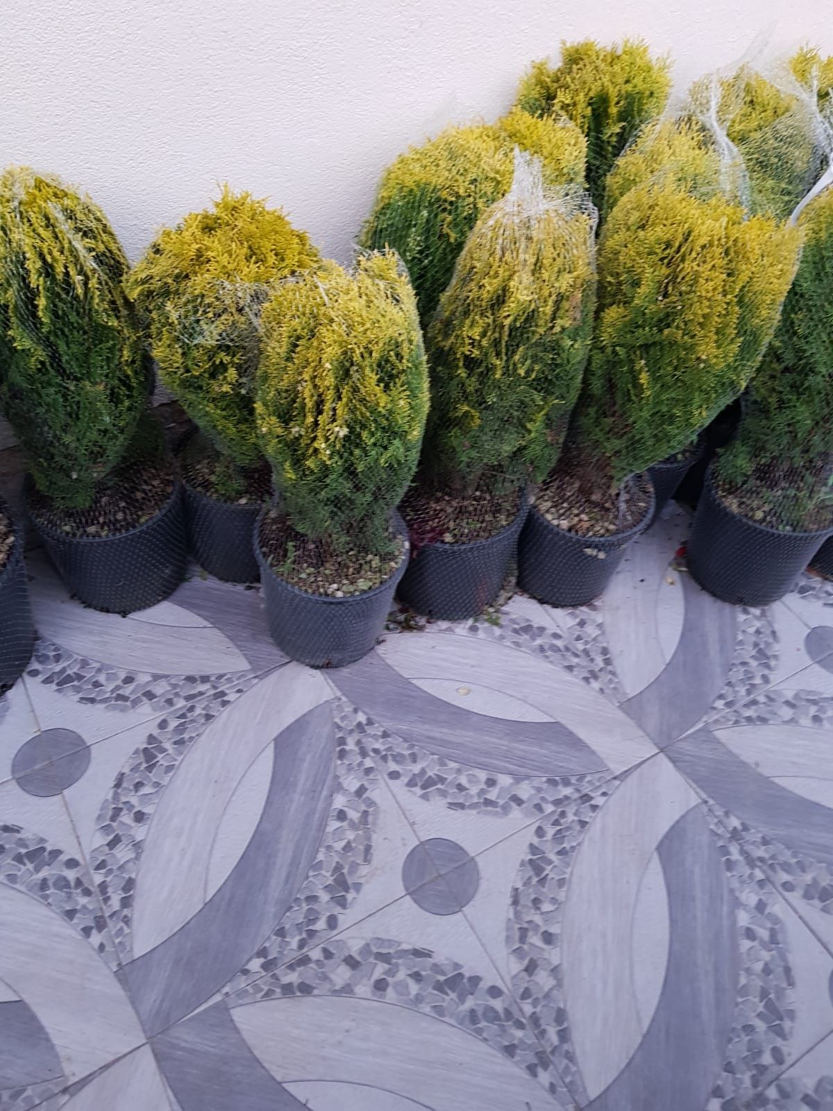 Vand diferite plante ornamentale pentr o gradina modernă