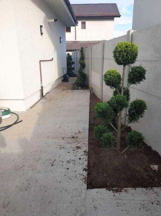 Plante ornamentale verzi pentru orice spațiu exterior