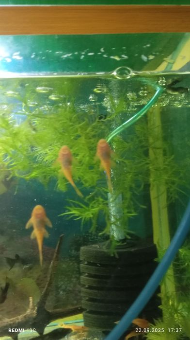 Продам сомики супер ред 5см 5шт