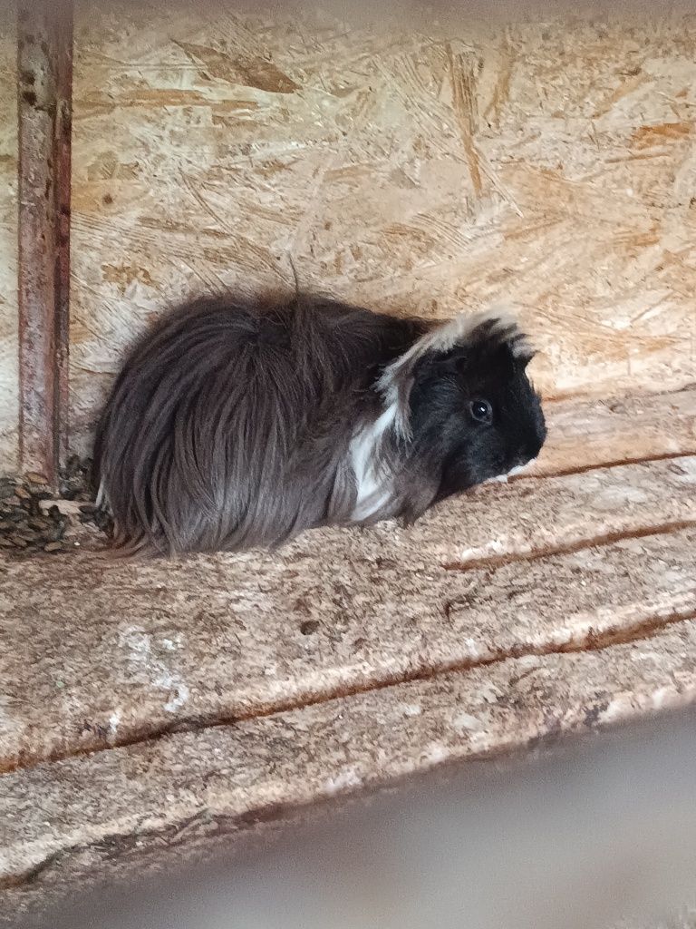 Vând porcușori de guinea