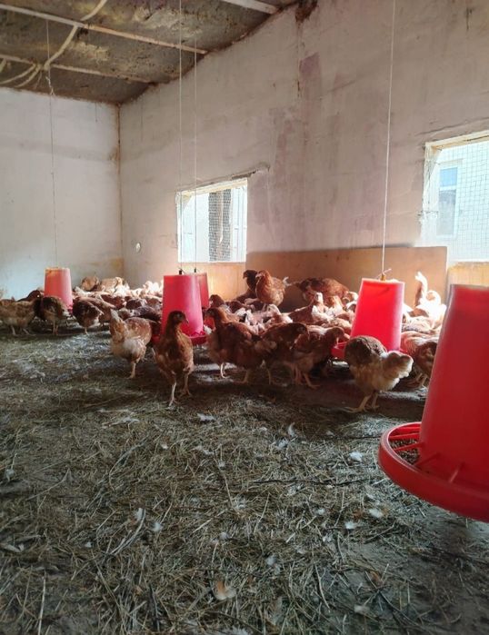 Ломан Браун тауыктары