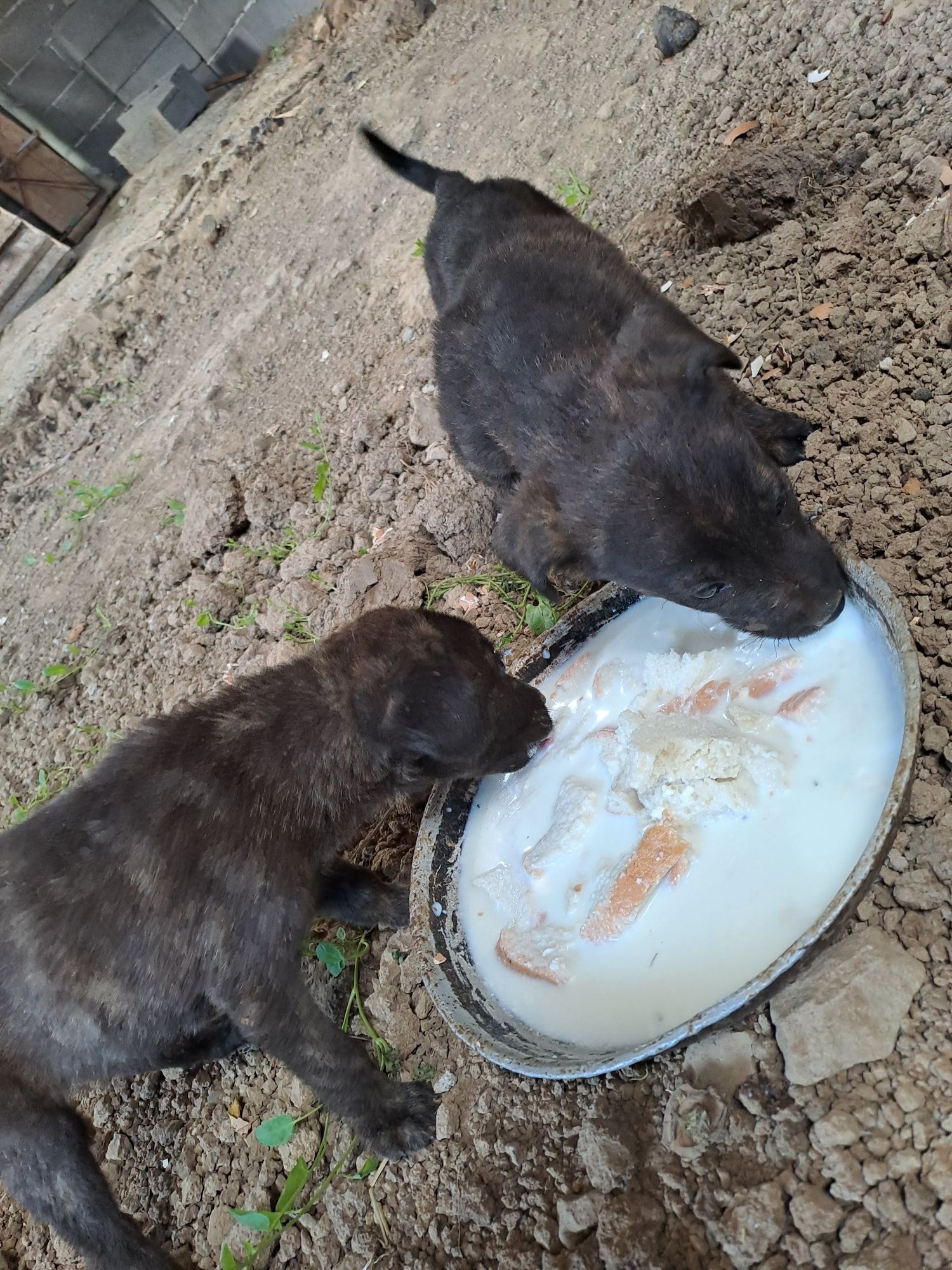 Donez căței,  mama in ultima poza
