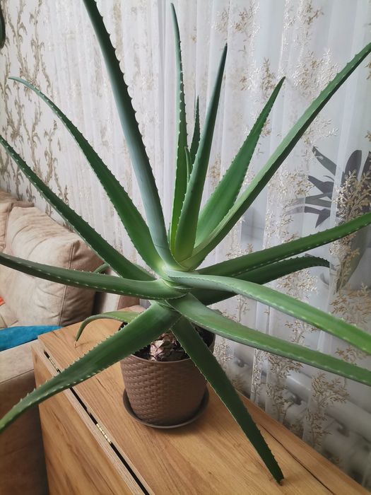 Продам цветок алоэ 7 лет