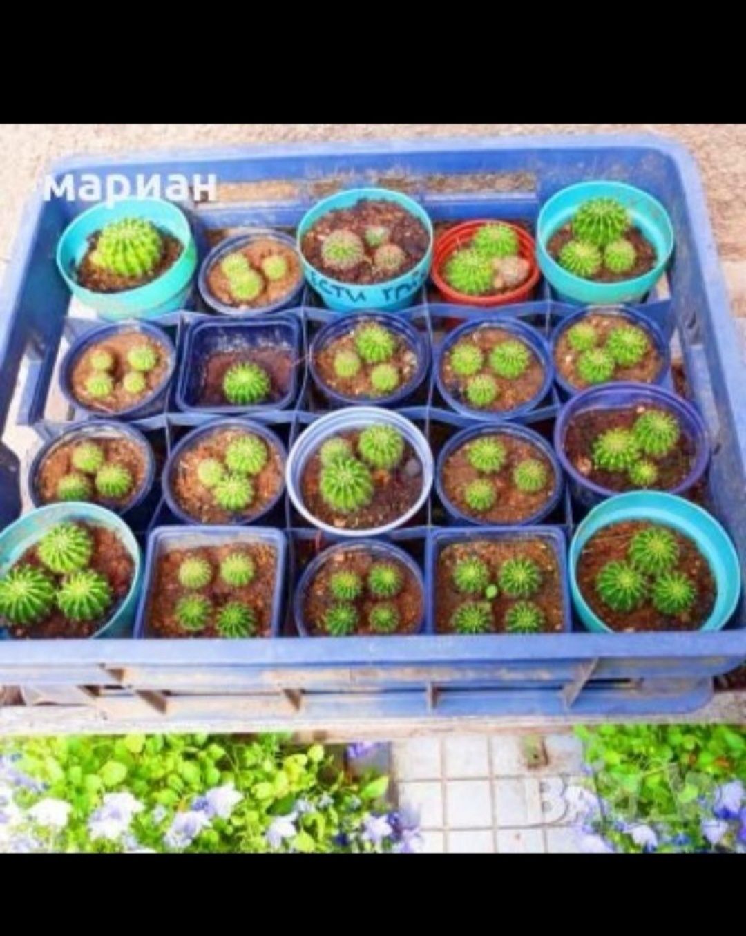 Цъфтящи кактуси Ехинопсис (Echinopsis eyriesii) (различни големини)