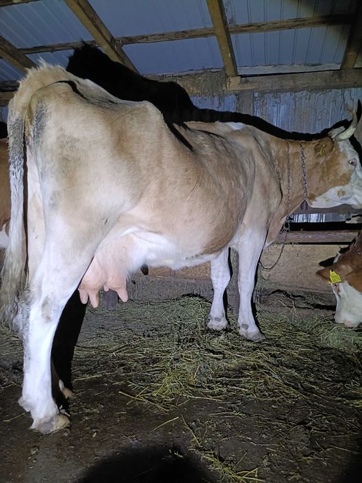 Vând vacă bună de lapte!!