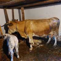 Vand vaca baltata roamaneasca cu vitel de carne.