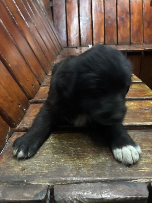 pui de caini abandonati