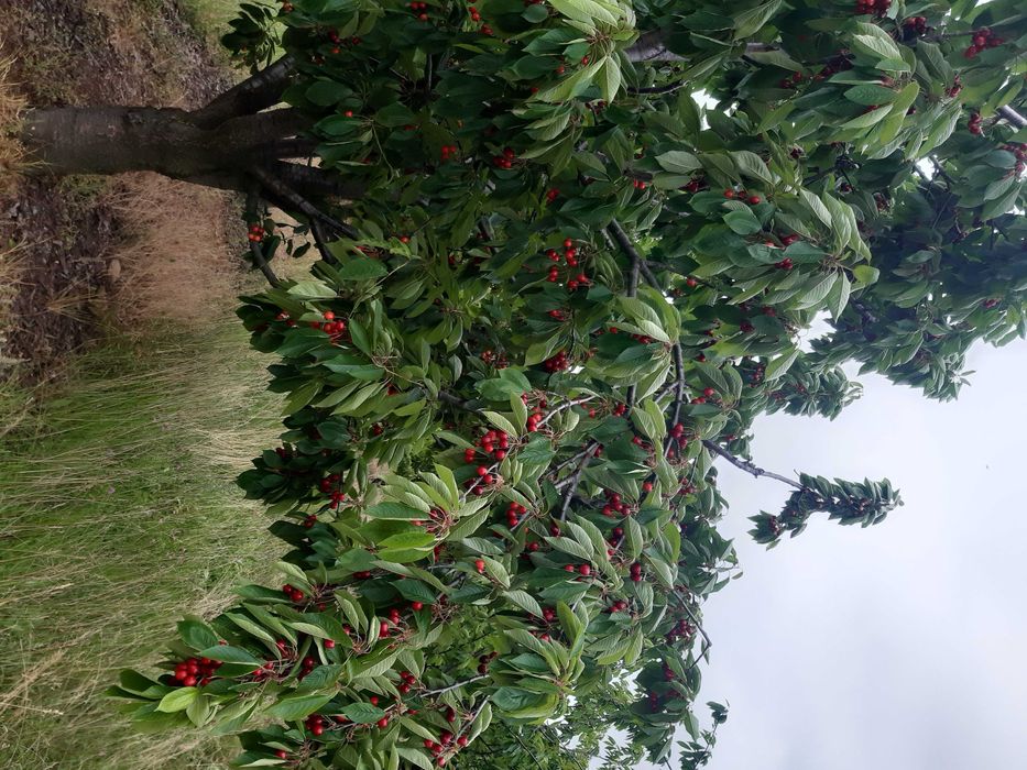 livada de pomi fructiferi si vie struguri de masa