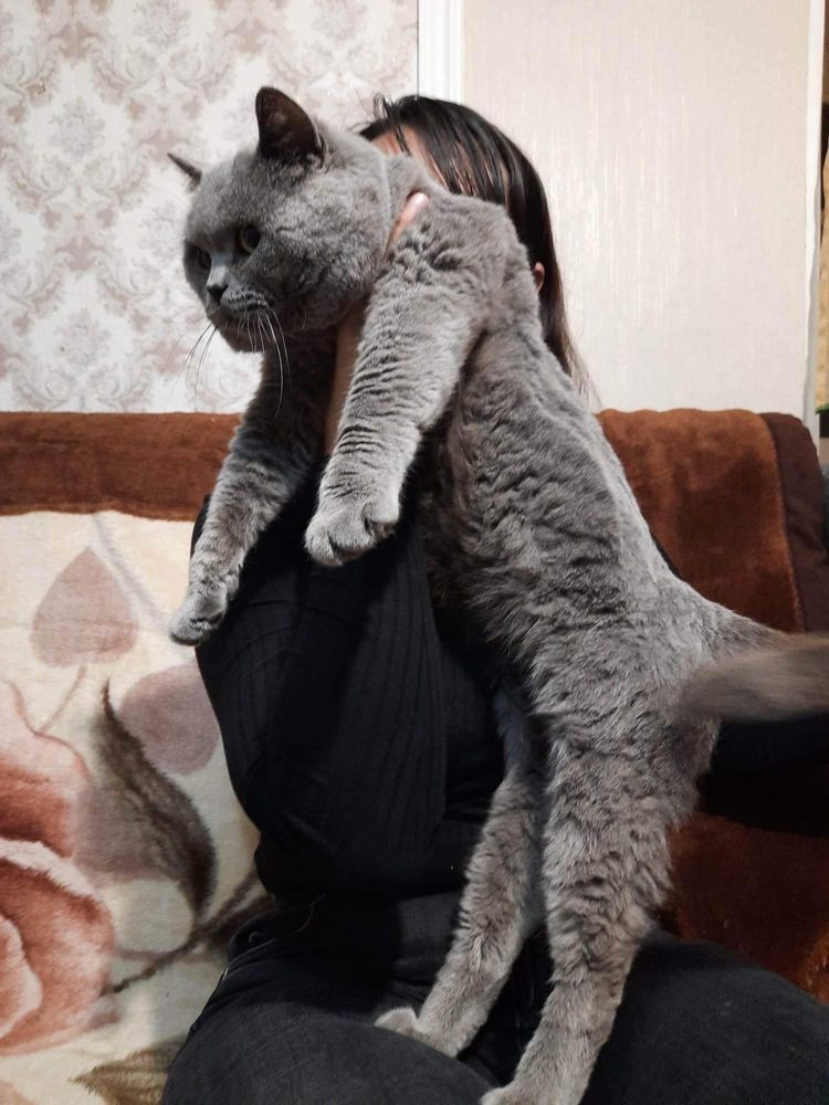 British shorthair pisicute, un cadou minunt, Cluj