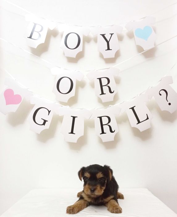 Catelus Yorkshire Terrier