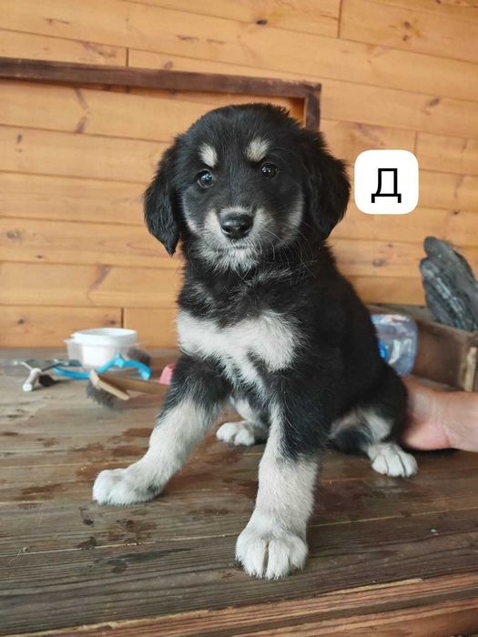 отдам в хорошие руки