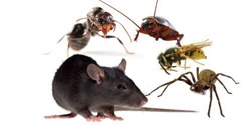 Тараканы Клопы Блохи Муравьи Мышы Крысы Дезинсекция 100% Дезинфекция