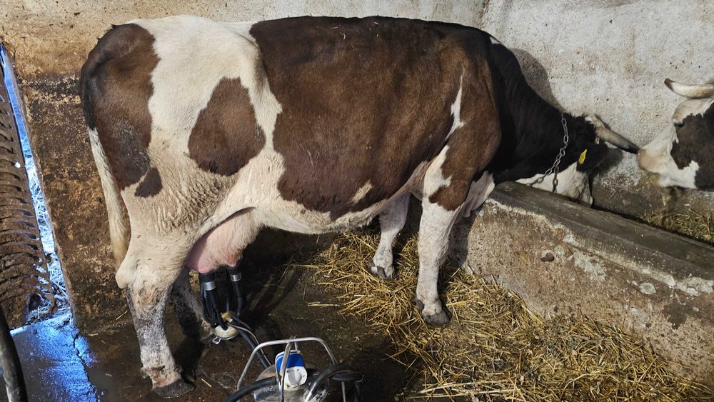 Vaca de lapte baltate si holstein