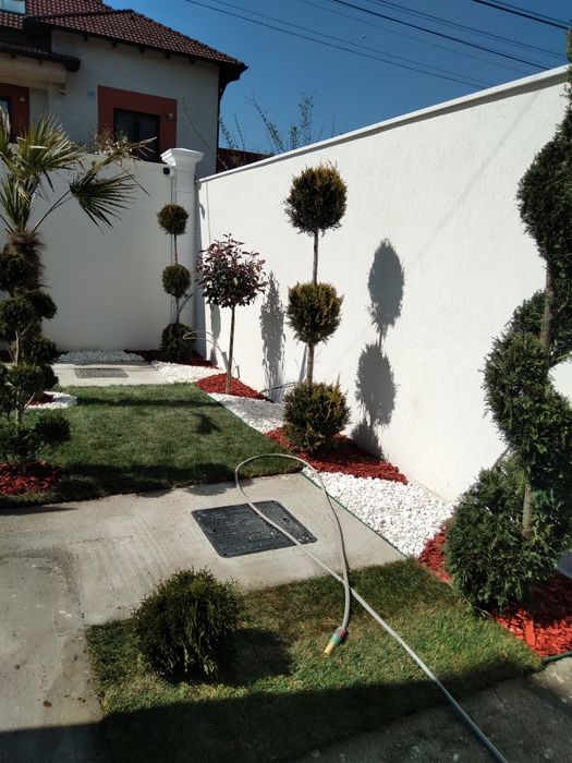 Gazon rulou plante ornamentale