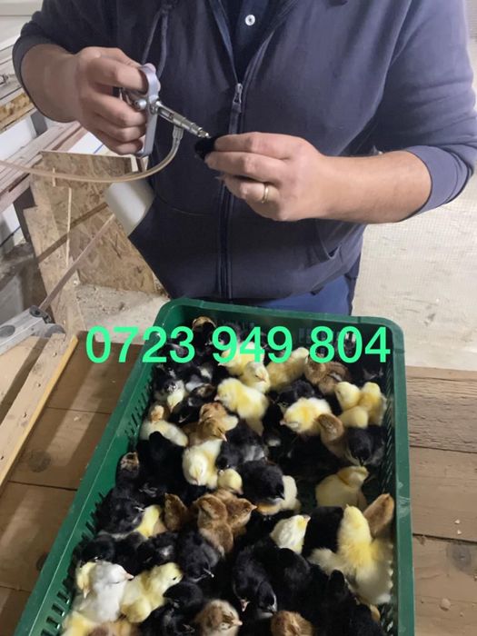 Oua incubat pui gaini de rasa Australorp Brahma Jersey Giant La Bresse