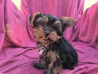 Vand baietel Yorkshire terrier mini