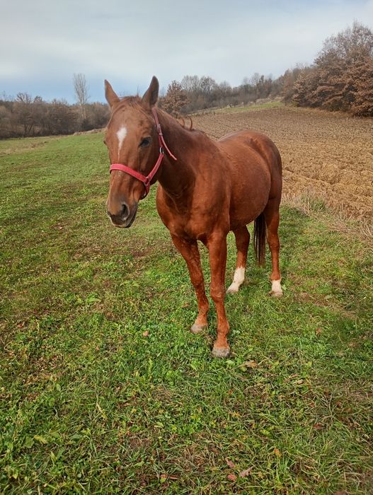 Vând cal castrat 8 ani foarte blând