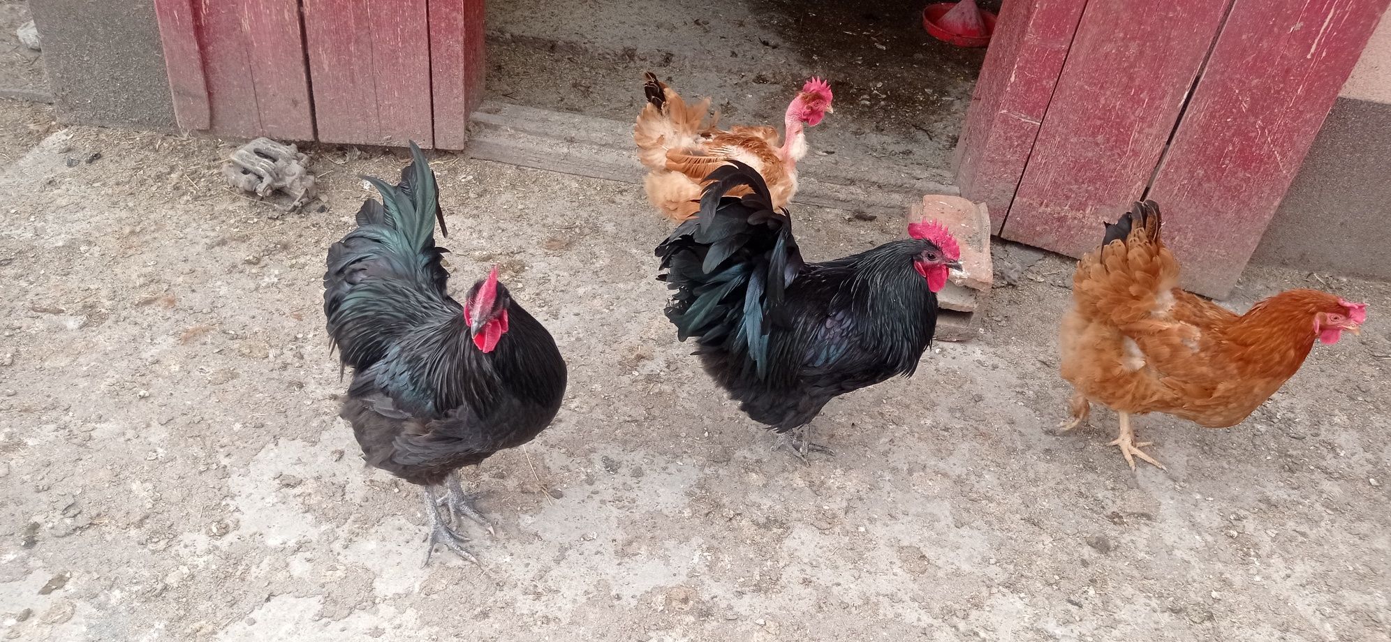 Cocosi Australorp negru