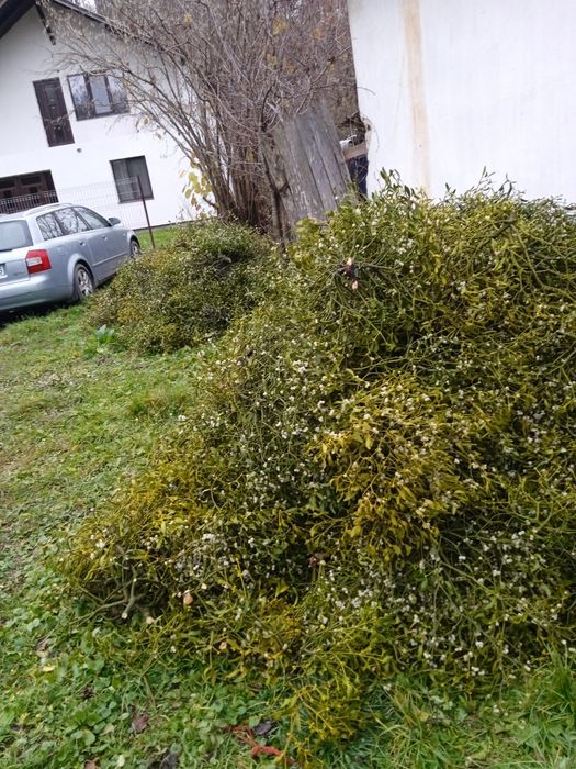 Vând vâsc la angro