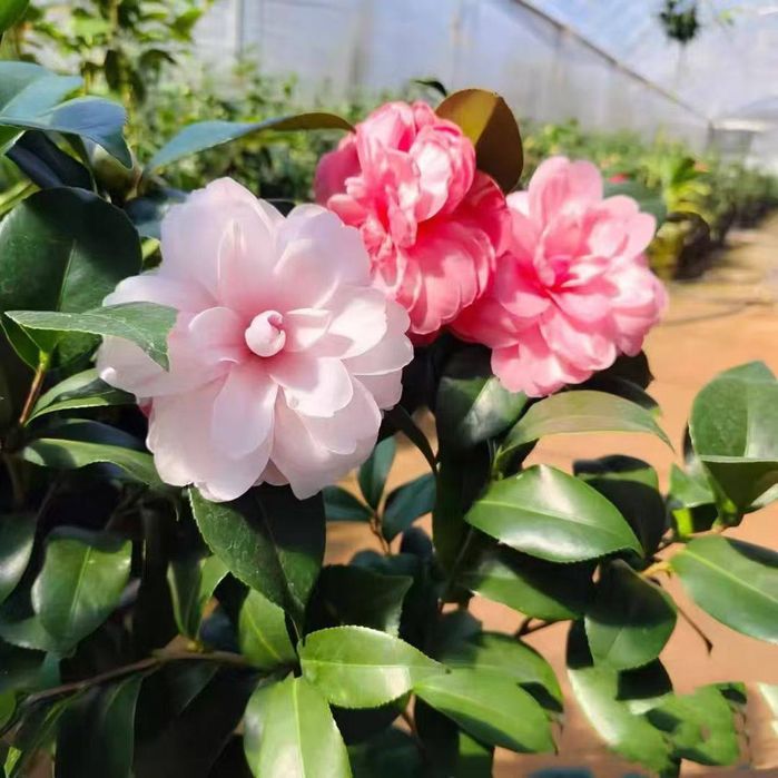 Камелия японская