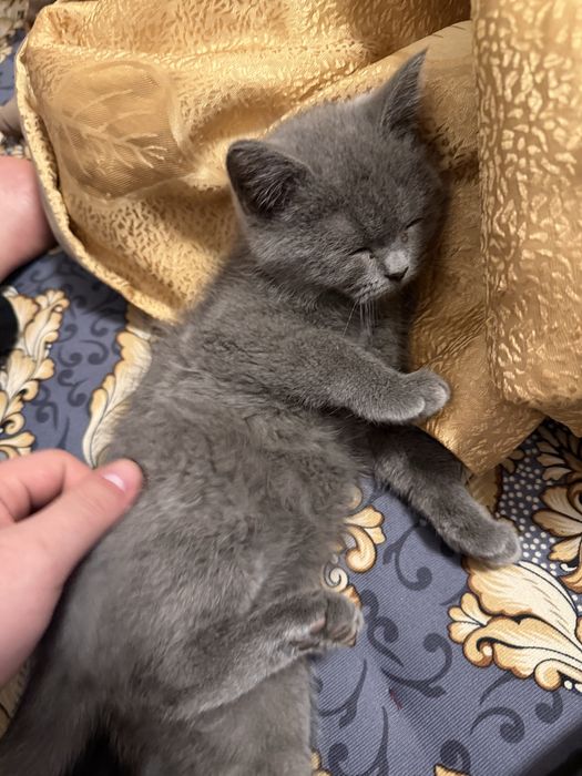 котенок британский