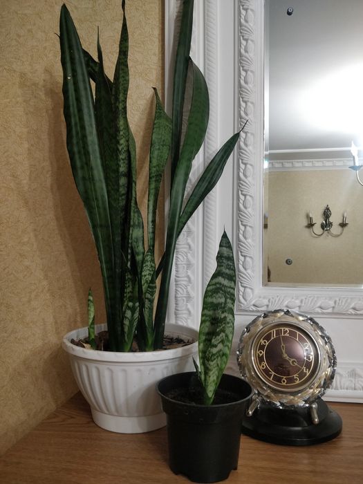 Щучий хвост,комнатный цветок.