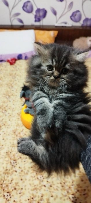 Персийски котенца