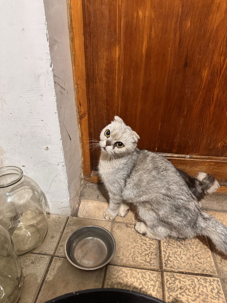 Ona bola zottor mushu