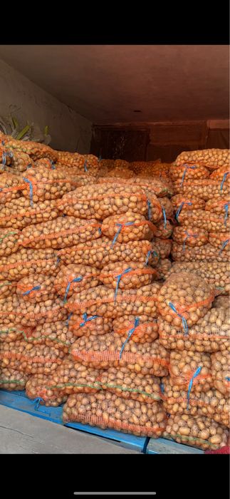 Cartofi de samanta Bellarosa, Red Fantasy, Carrera