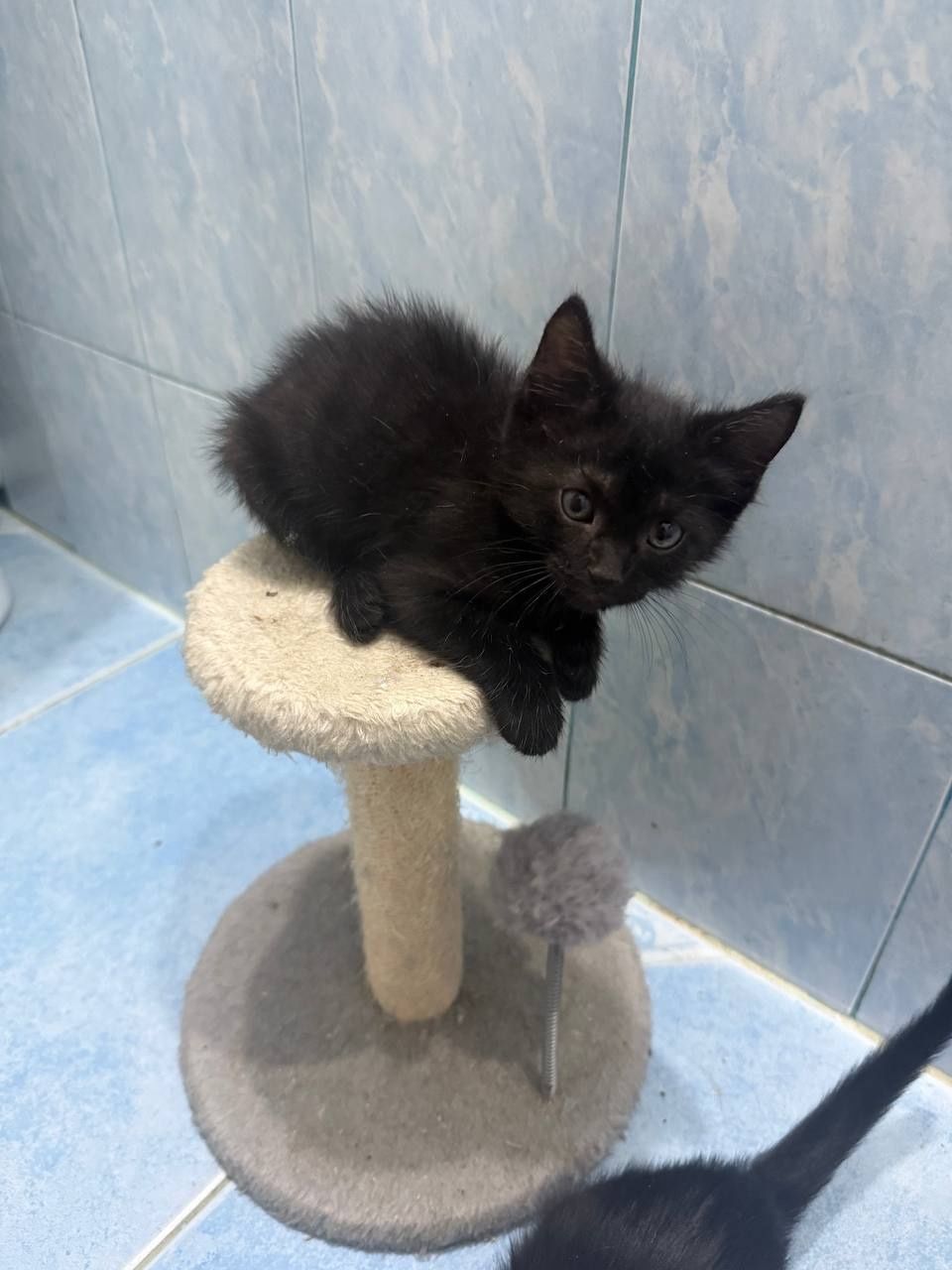 Домашние котята в добрые руки
