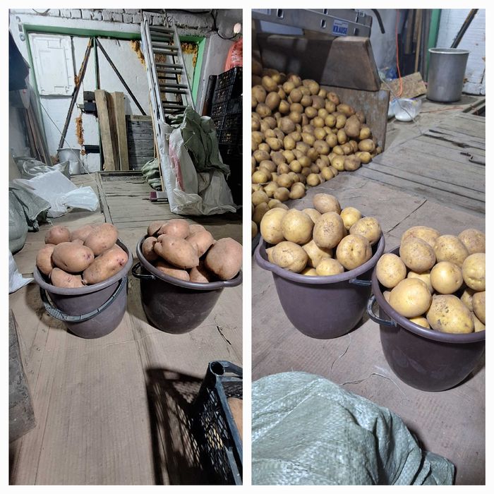 Продам дачный картофель