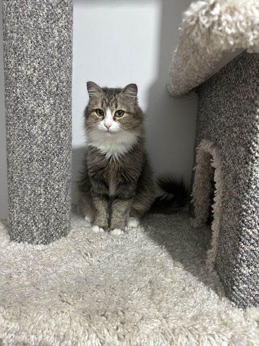 Бесплатно в заботливые руки